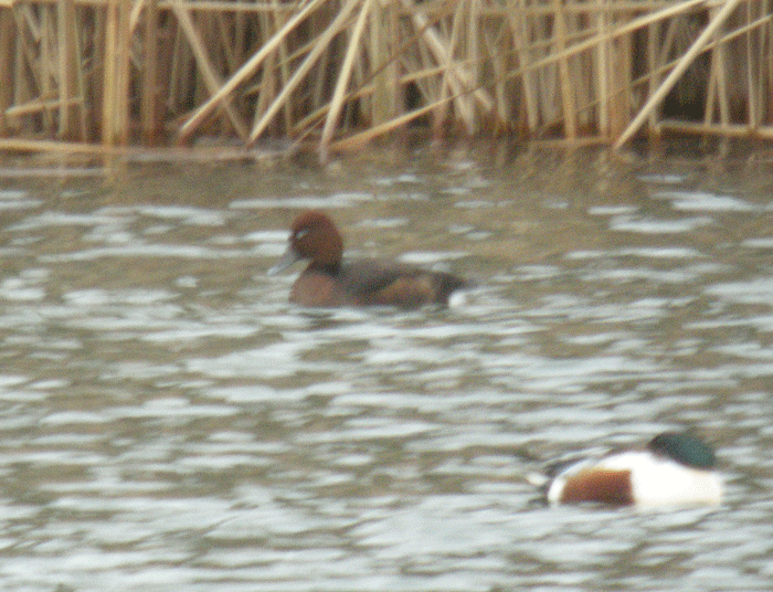 Ferruginous Duck - Javier Train Garcia