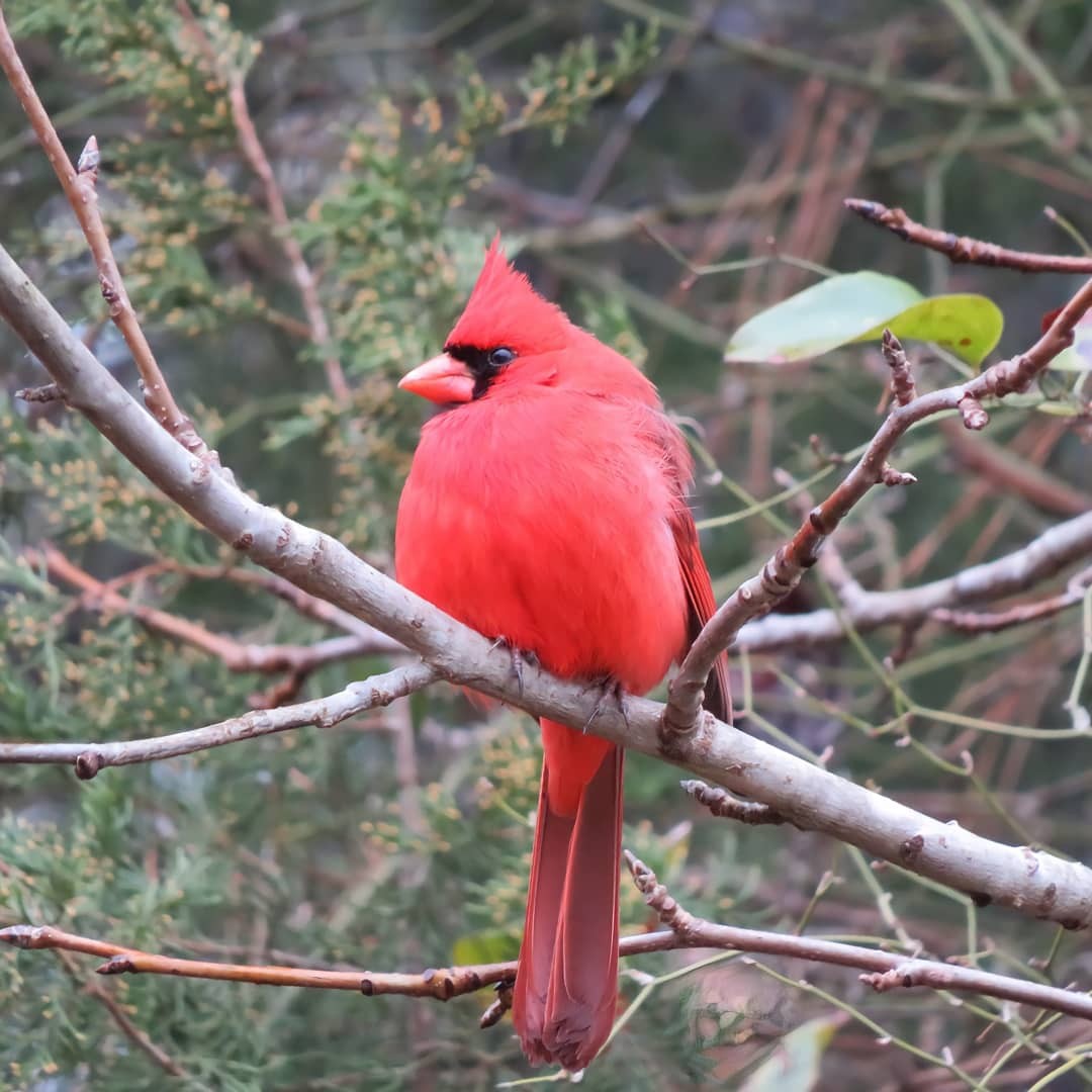 Northern Cardinal - ML307222641