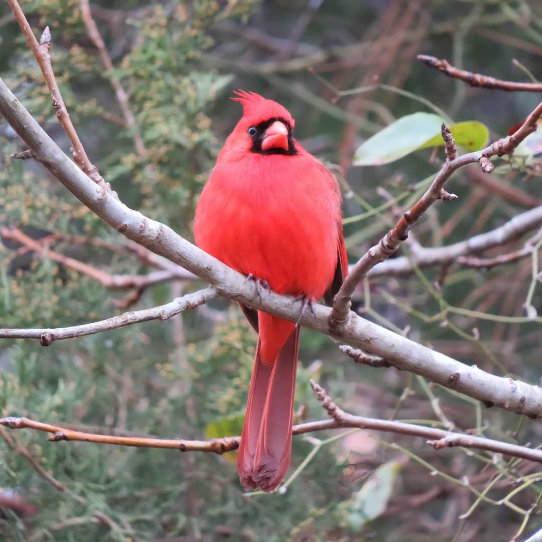 Northern Cardinal - ML307222731