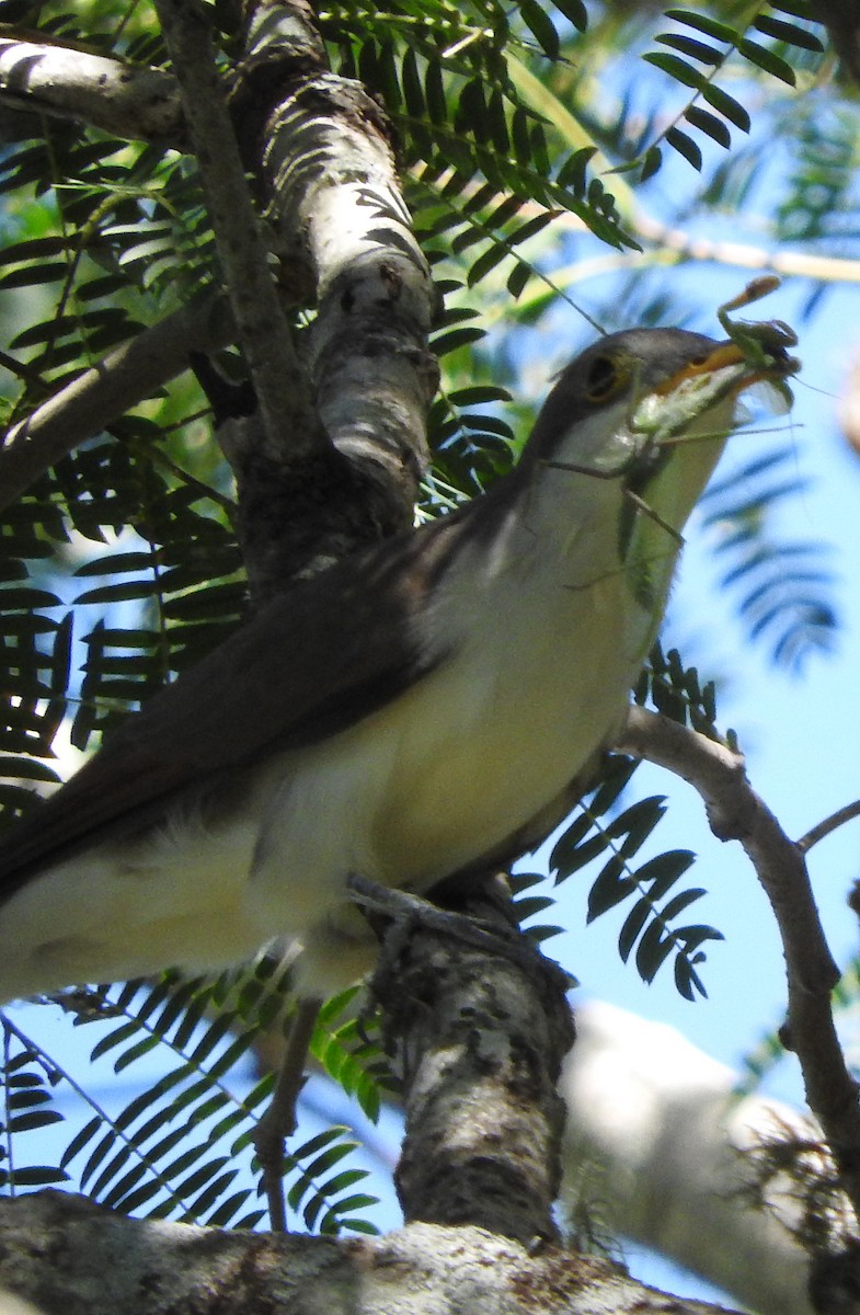 Yellow-billed Cuckoo - ML307224501