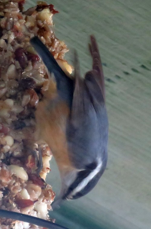 Red-breasted Nuthatch - ML307225231