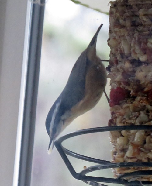 Red-breasted Nuthatch - ML307225241