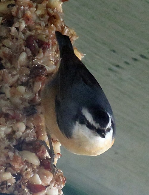 Red-breasted Nuthatch - ML307225251