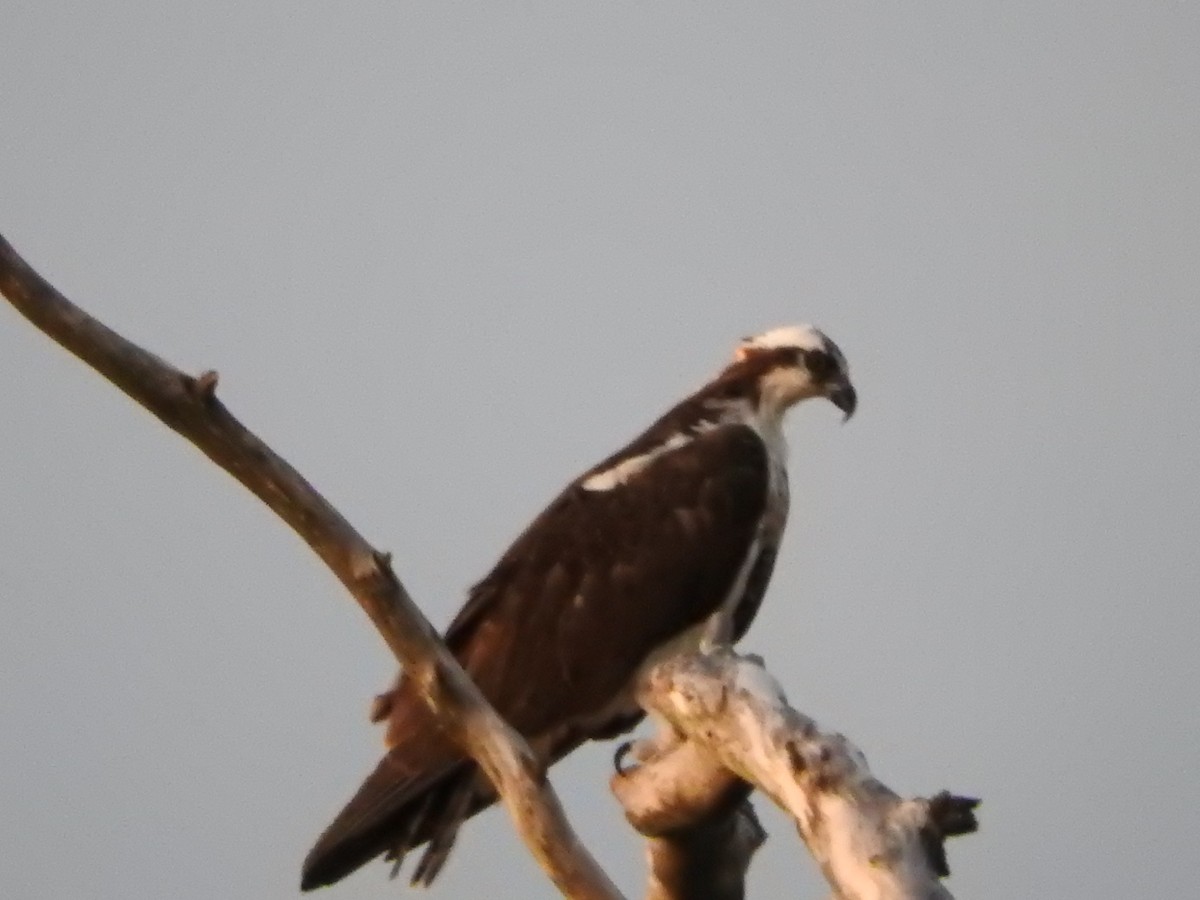 Osprey - Andres Alejandro  Caric