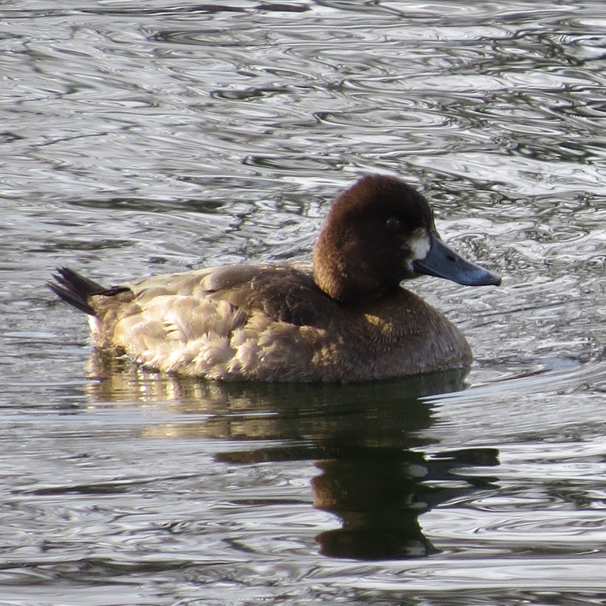 Lesser Scaup - ML307226351