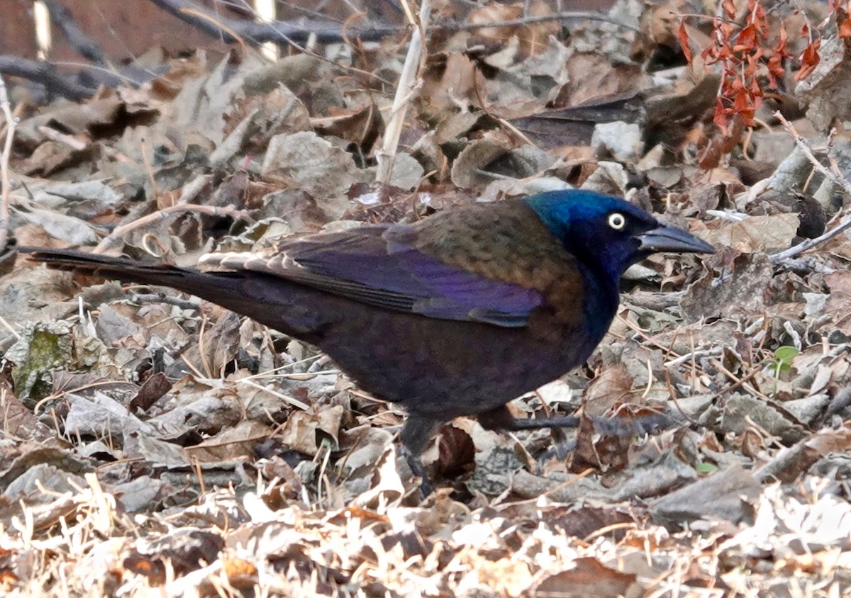 Common Grackle - ML307226421