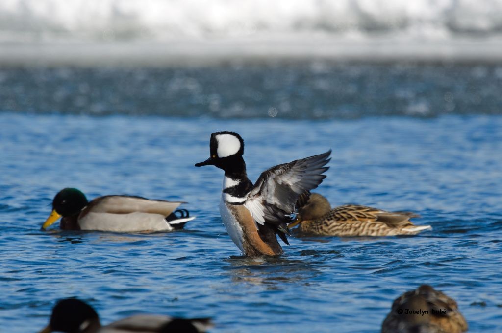 Hooded Merganser - ML307230881