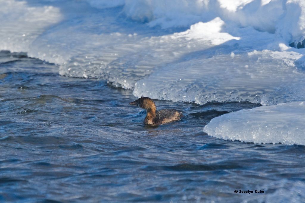 Pied-billed Grebe - ML307230941