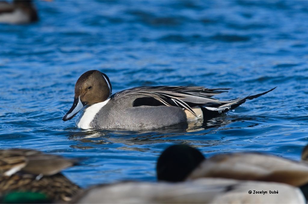 Northern Pintail - ML307230991