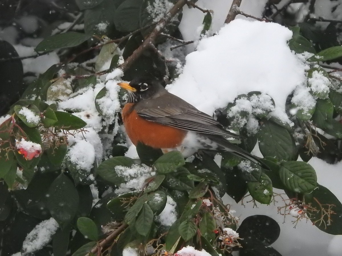 American Robin - ML307231971