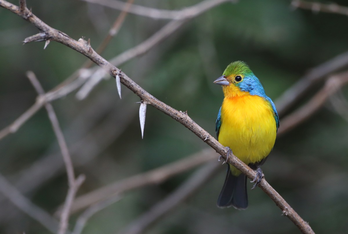 Orange-breasted Bunting - Luke Seitz