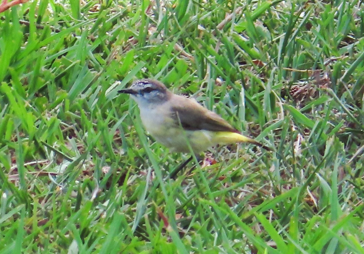 Yellow-rumped Thornbill - ML307232151