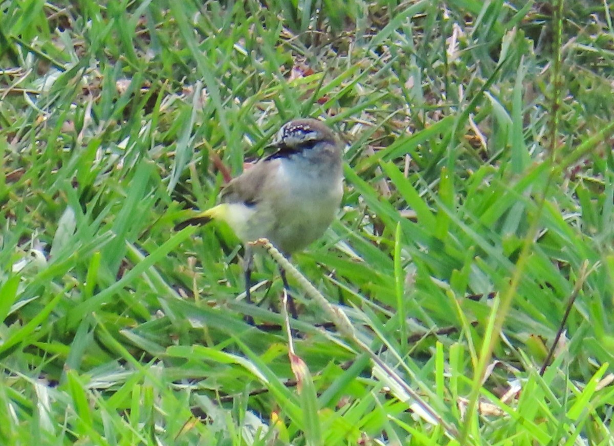 Yellow-rumped Thornbill - ML307232161