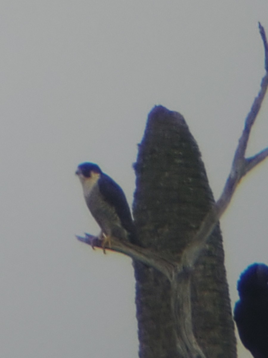 Peregrine Falcon - ML307232271