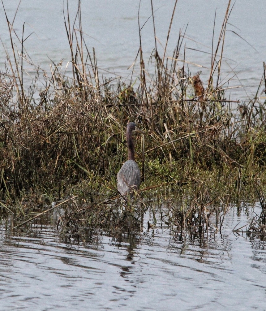 Tricolored Heron - Alisia Diamond