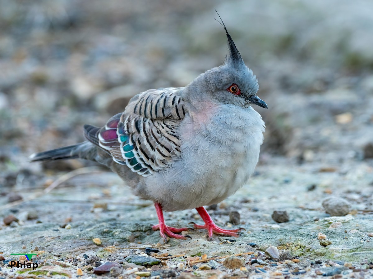 Crested Pigeon - Rodney Appleby