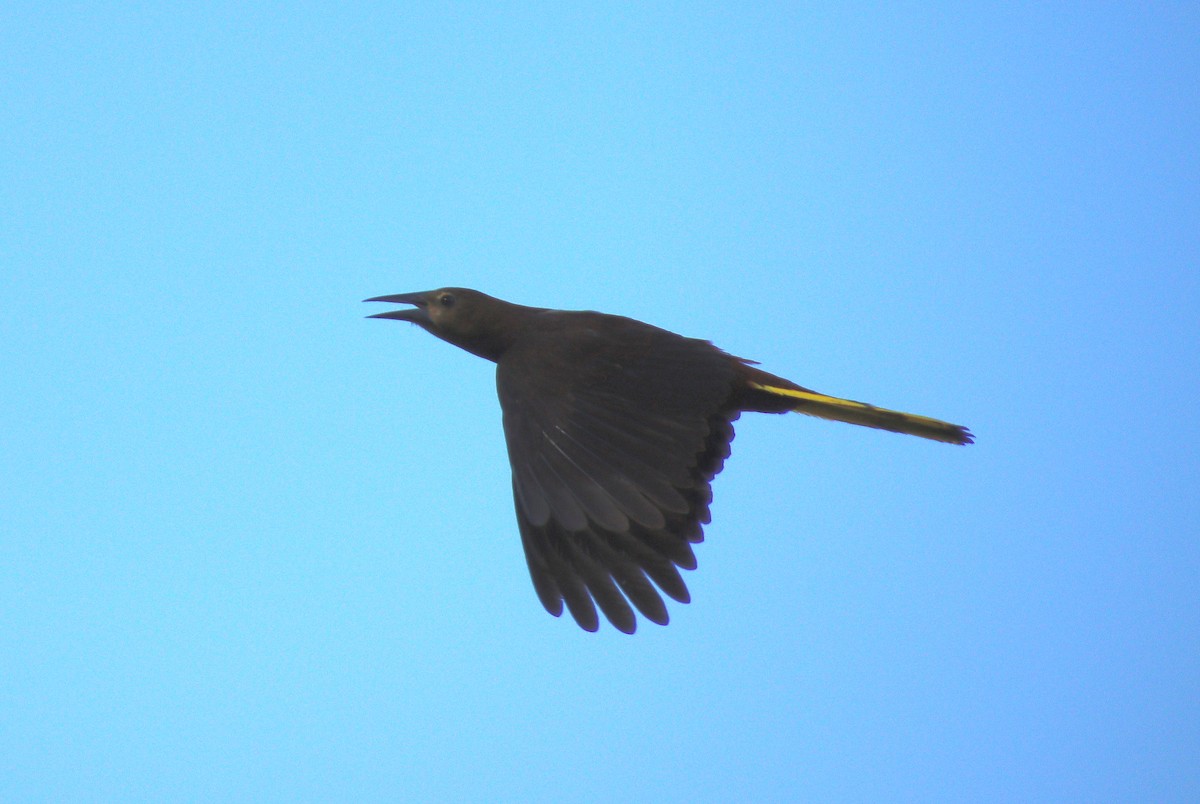 Russet-backed Oropendola - Wayne Paes