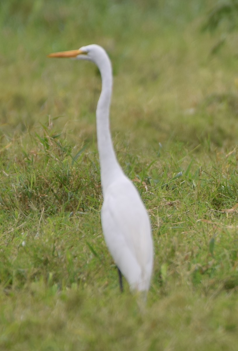 Great Egret - Zuly Escobedo / Osberto Pineda