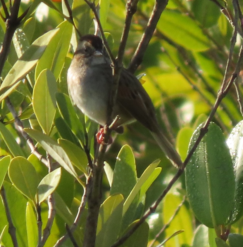 Swamp Sparrow - ML307237321