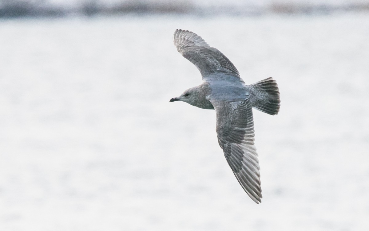 Iceland Gull (Thayer's) - Brandon Holden