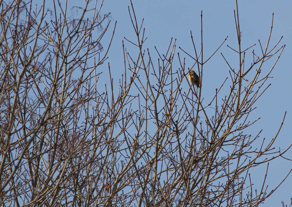 Black-headed Grosbeak - ML307239971