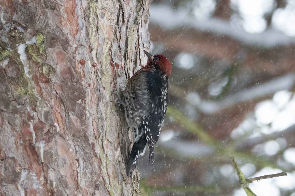 Red-breasted Sapsucker - ML307240101