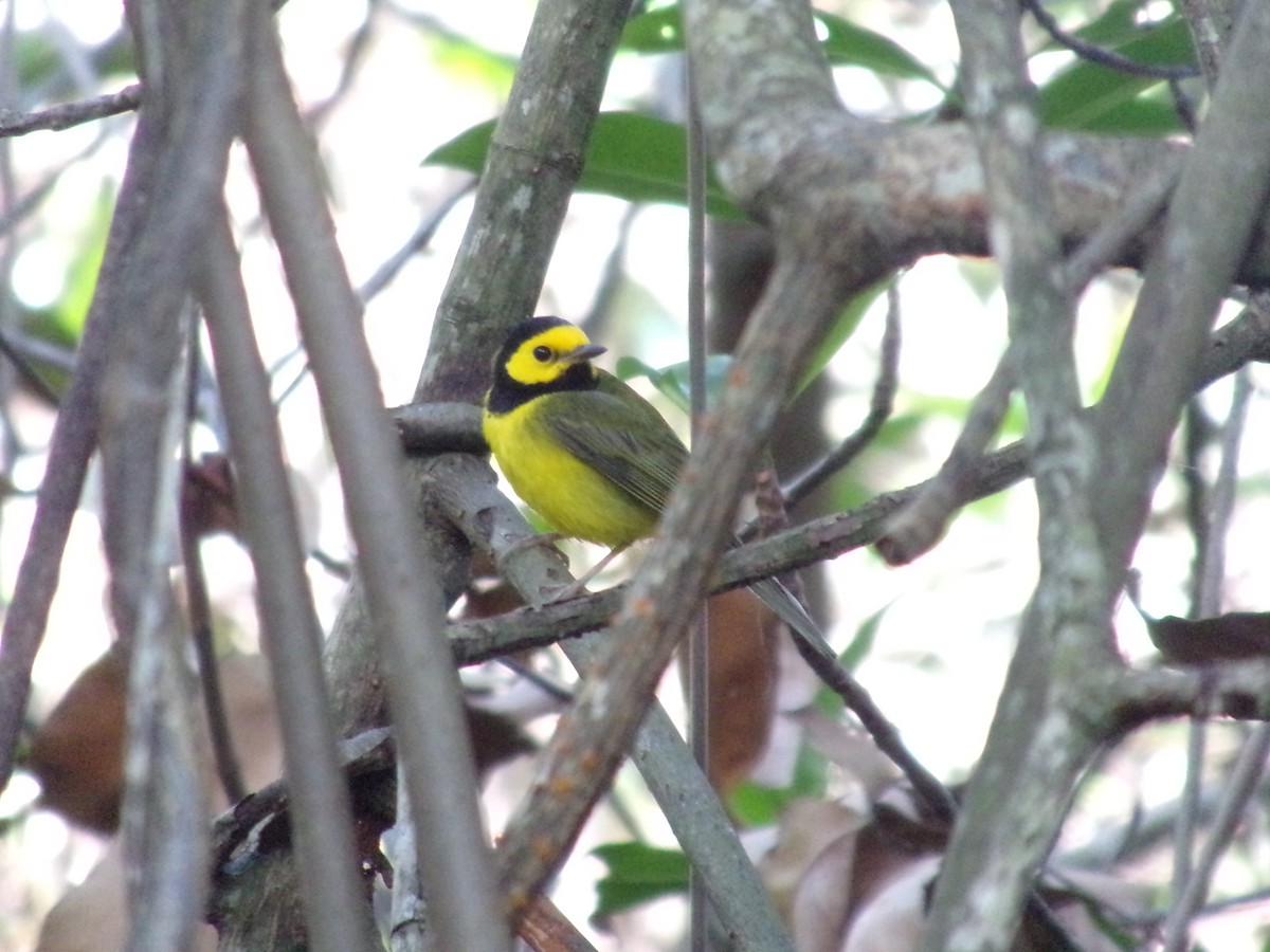 Hooded Warbler - ML307240521