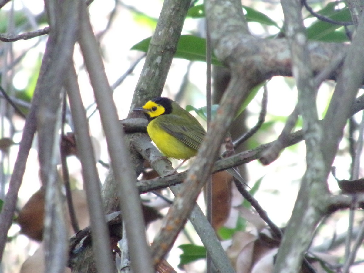 Hooded Warbler - Joshua Dueck