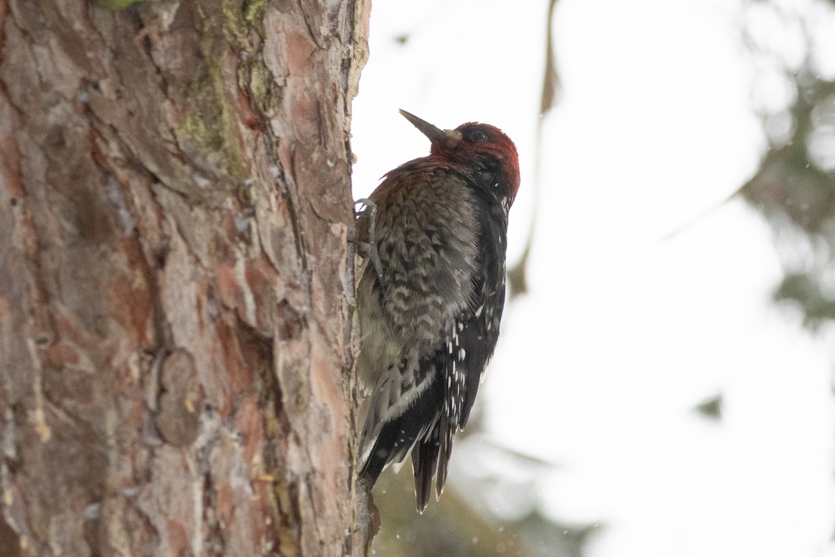 Red-breasted Sapsucker - ML307240811