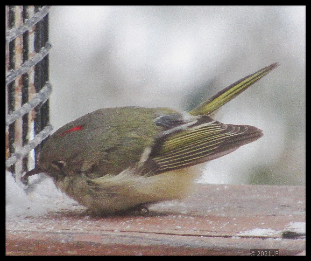 Ruby-crowned Kinglet - Joe Freeborn