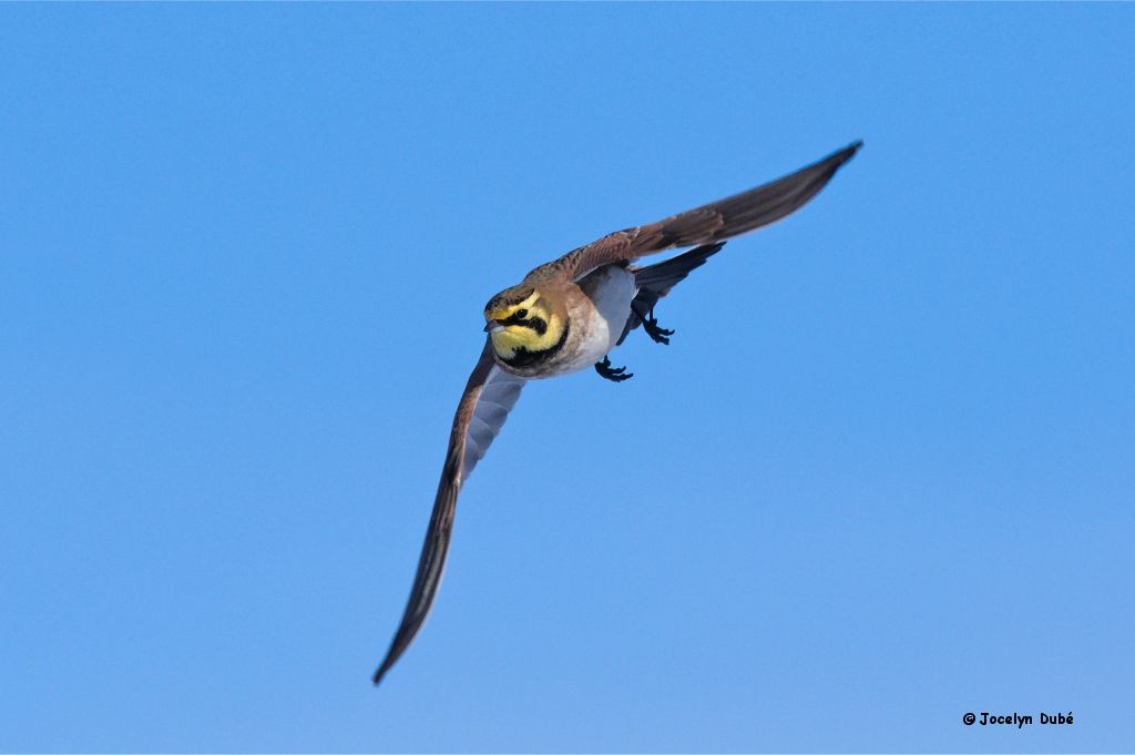 Horned Lark - Jocelyn Dubé