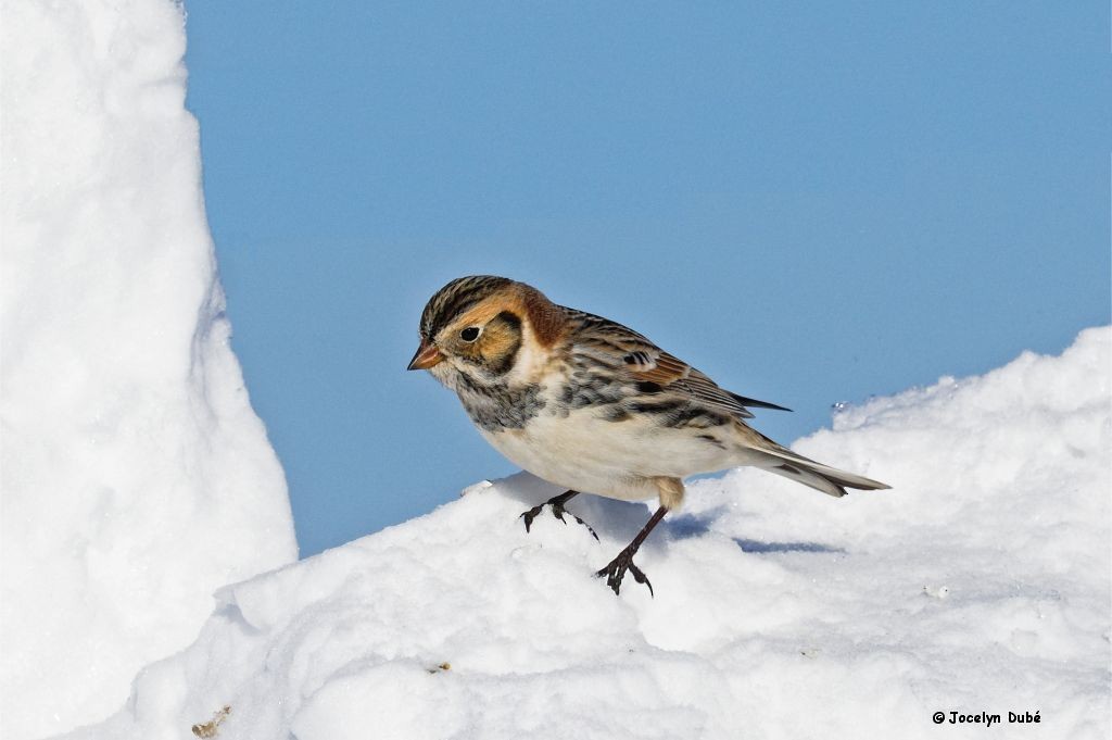 Lapland Longspur - ML307242511