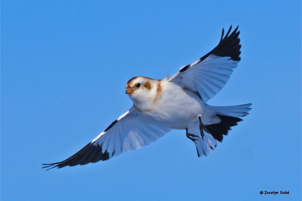 Snow Bunting - Jocelyn Dubé