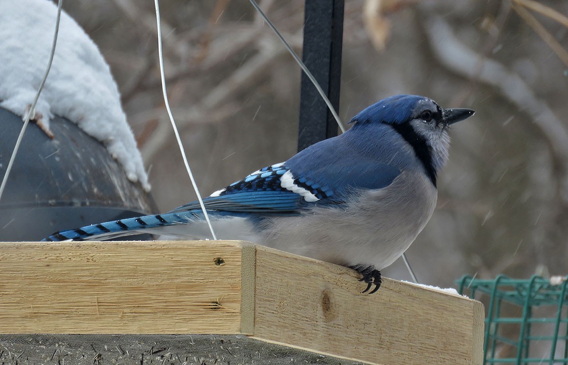 Blue Jay - ML307243641