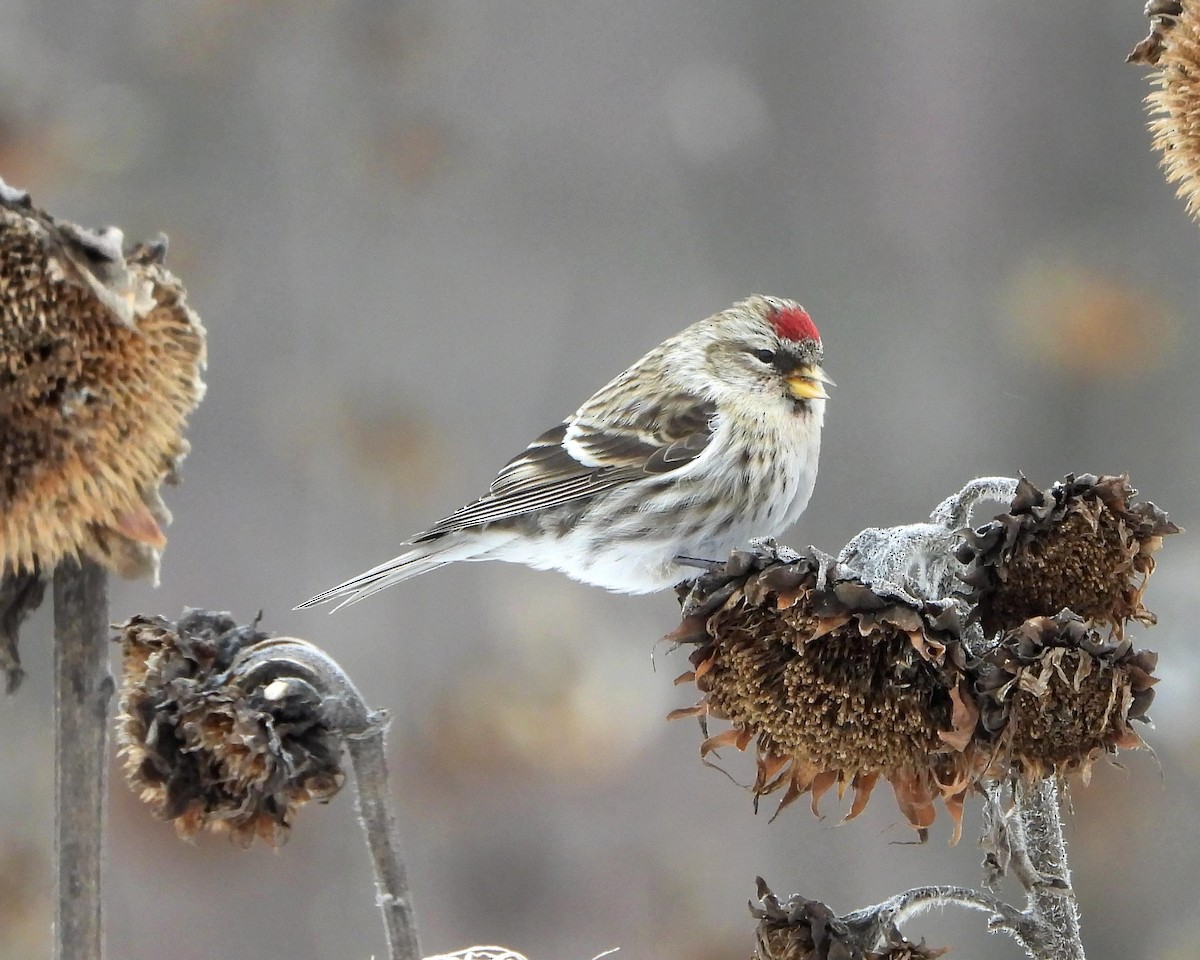 Redpoll (Common) - Kimberly Berry