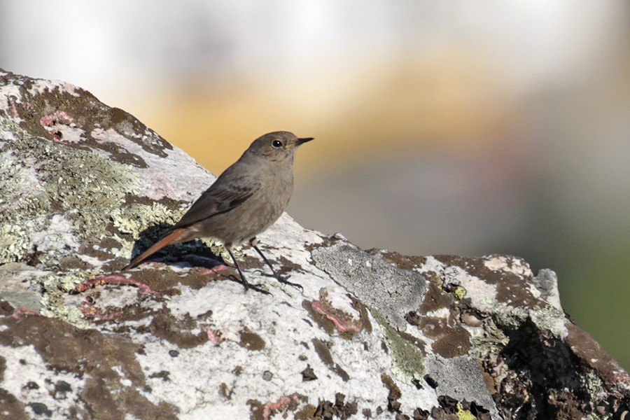 Black Redstart - ML307246141