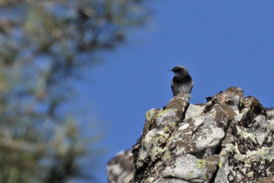 Black Redstart - ML307246161