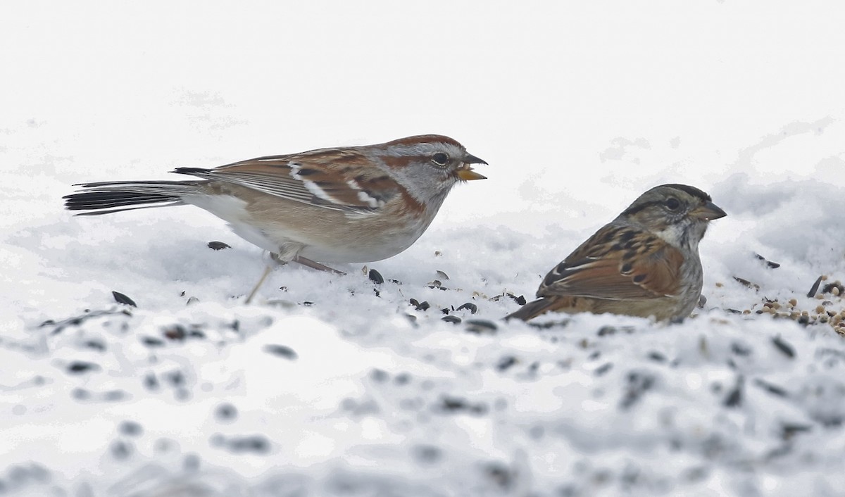 American Tree Sparrow - ML307247901