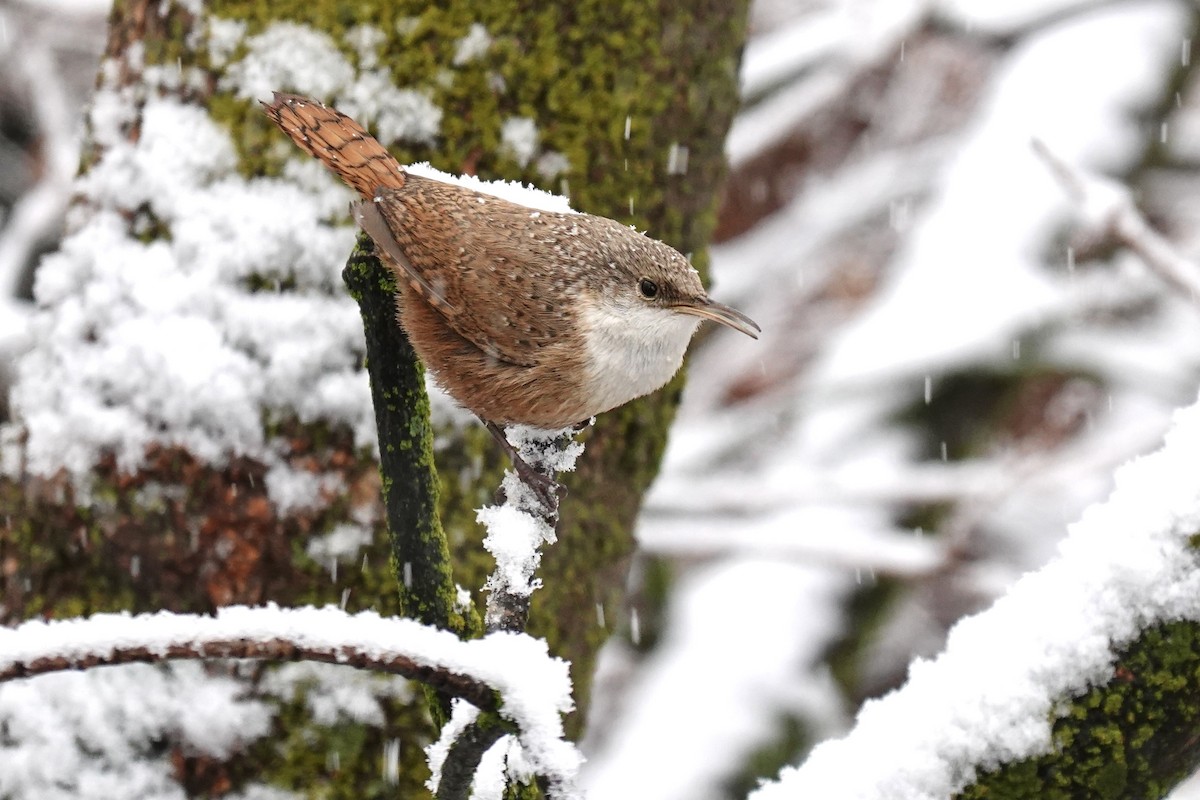 Canyon Wren - ML307248061