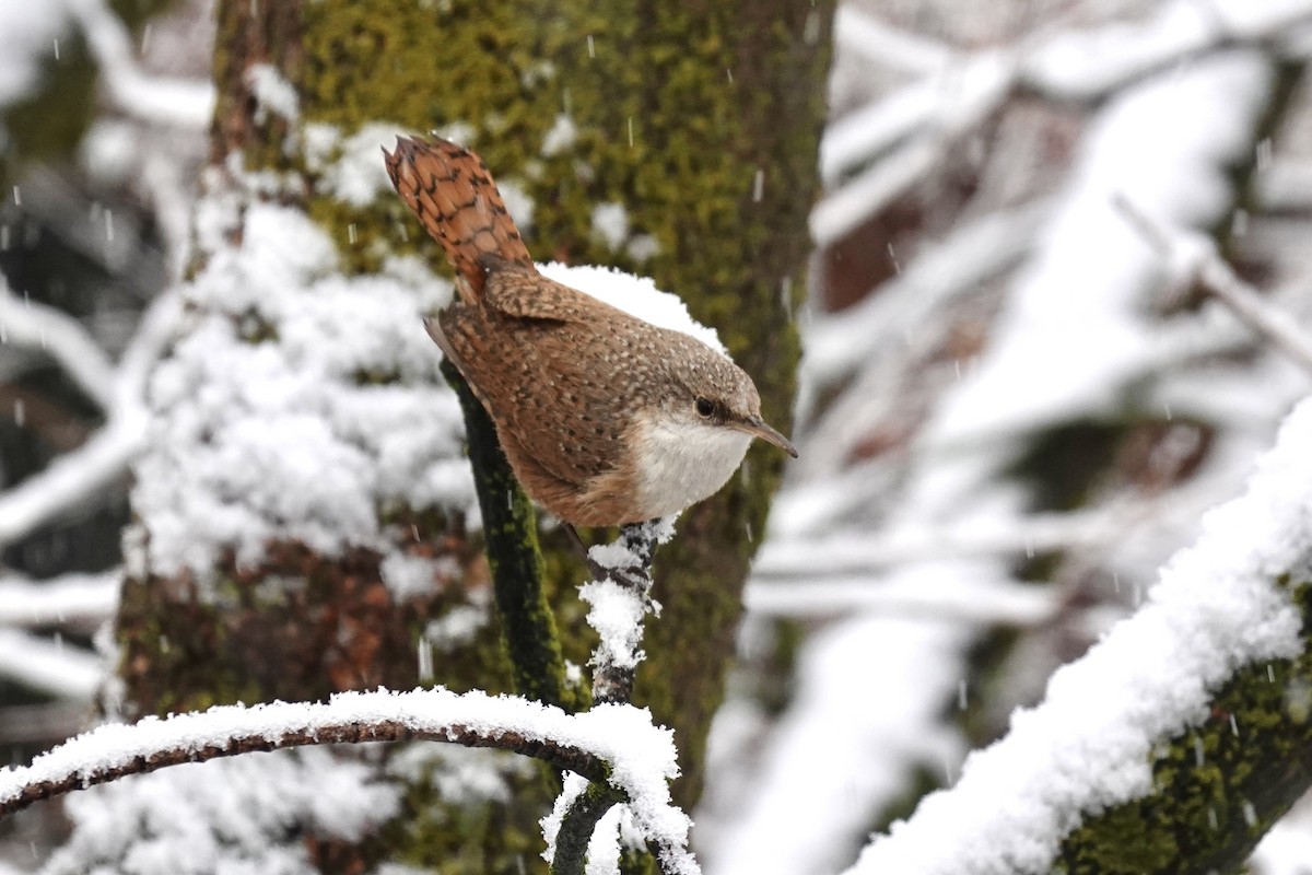 Canyon Wren - ML307248211
