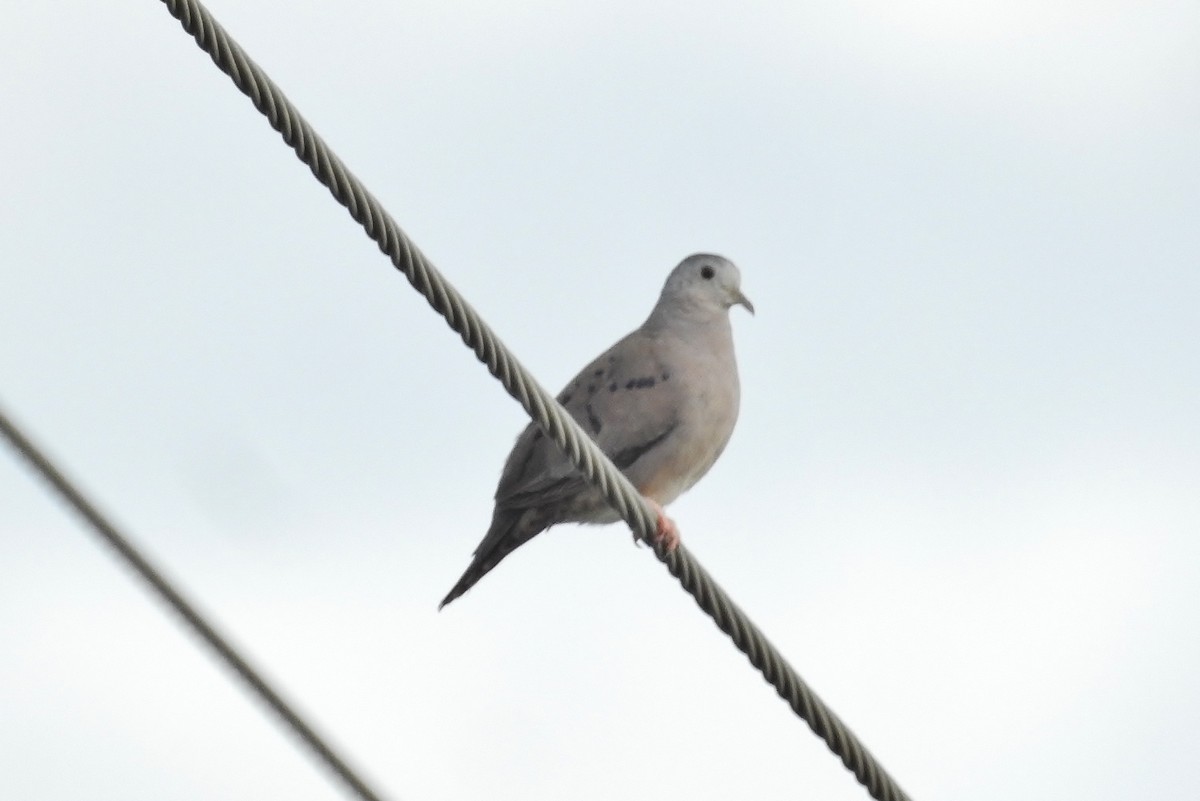 Plain-breasted Ground Dove - Héctor Moncada