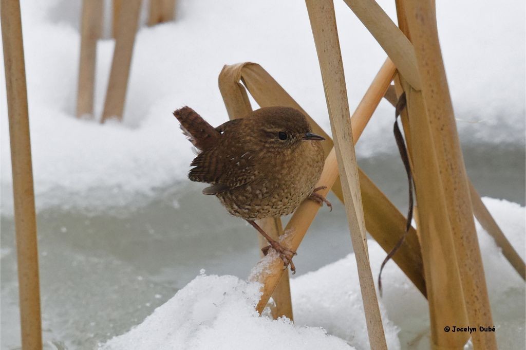 Winter Wren - ML307249571