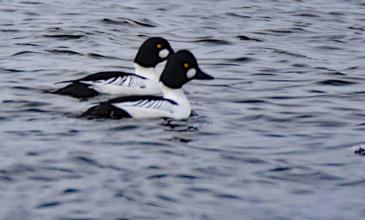 Common Goldeneye - Jerilyn Duefrene