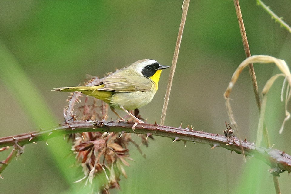 Common Yellowthroat - ML30725021