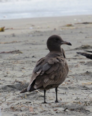 Heermann Martısı - ML307250341