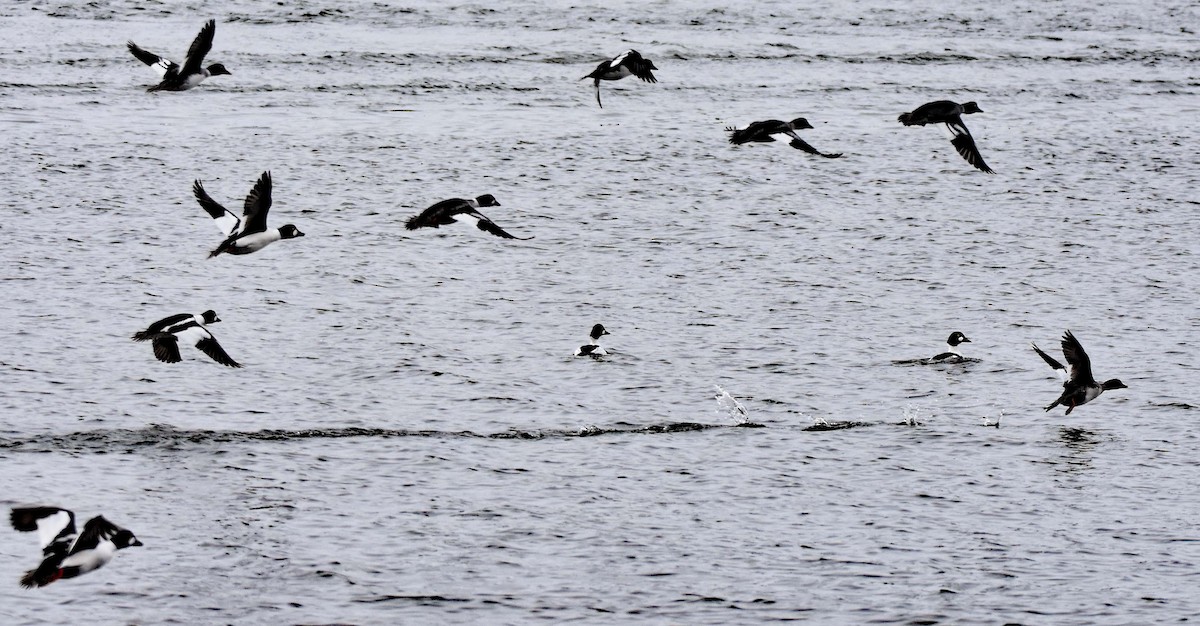 Common Goldeneye - ML307250401