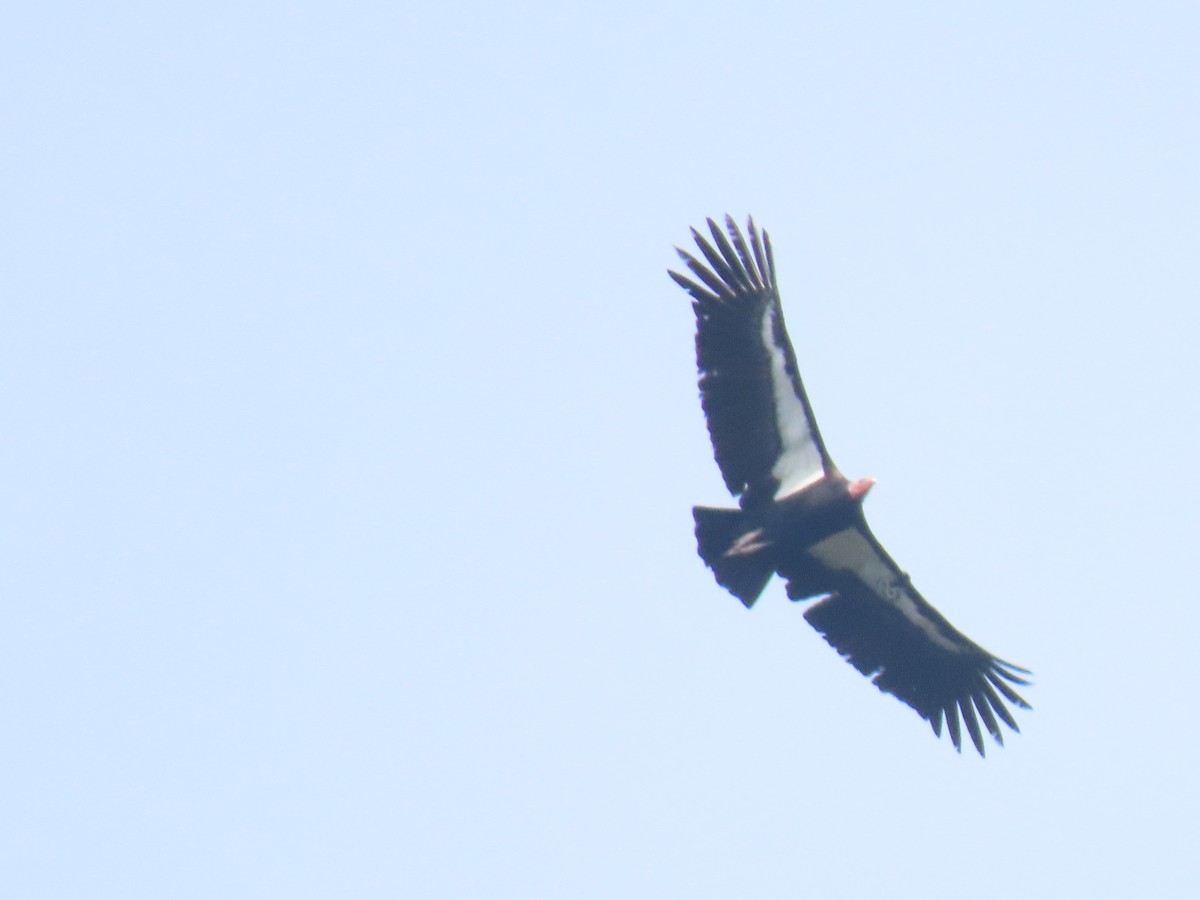 California Condor - ML307250531