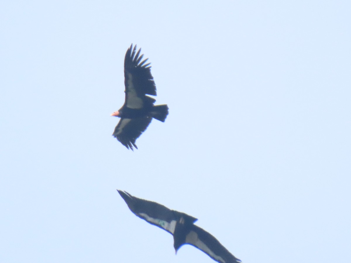 California Condor - Long-eared Owl