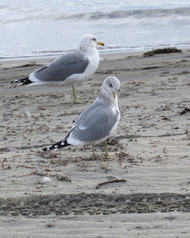 Kısa Gagalı Martı - ML307250801