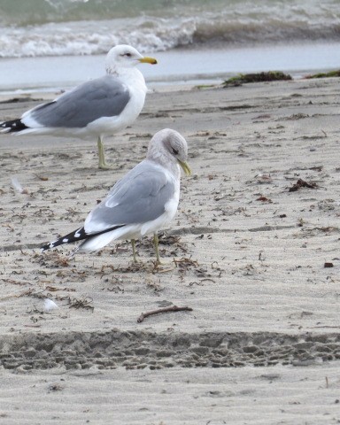 Kısa Gagalı Martı - ML307250811